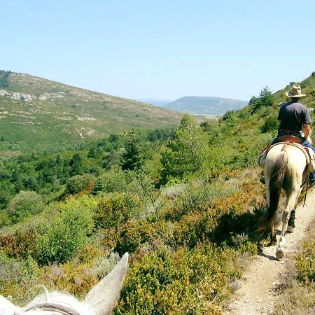 Studio Trivalle Carcassonne Dış mekan fotoğraf